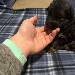 German Shepherd All Grown Up from Von Freimeier Kennels