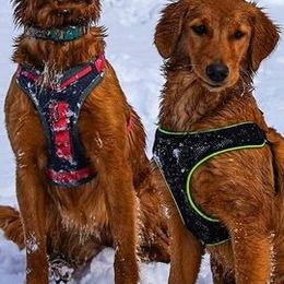 Golden Retrievers and Labrador Retrievers from James River Labrador Retrievers and Golden Retrievers