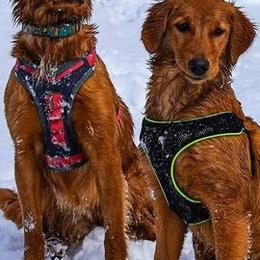 Golden Retrievers and Labrador Retrievers from James River Labrador Retrievers and Golden Retrievers