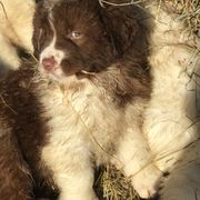 Karakachan Puppies from Karluk Acres Karakachans