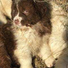 Karakachan Puppies from Karluk Acres Karakachans