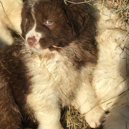 Karakachan Puppies from Karluk Acres Karakachans
