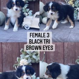 Australian Shepherd Puppies from Cricket Flat Kennel