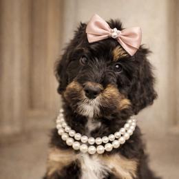 Nut Tossie - Phantom female Bernedoodle puppy in Hegins, Pennsylvania from Bubbling Springs Doodles, LLC