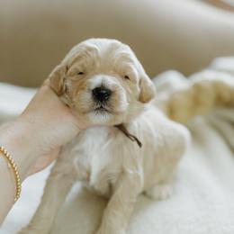 Greg - Apricot male Goldendoodle puppy in Hiddenite, North Carolina from Rose and Reid Doodles
