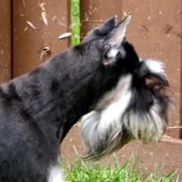 Annabella - Miniature Schnauzer