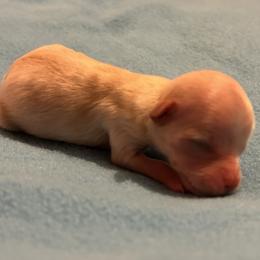 Rocky - Gold male Morkie puppy in Fall River, Massachusetts from Exquisite Babydoll Morkies and Yorkies