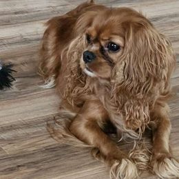 Penny - Cavalier King Charles Spaniel