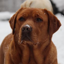 Tamale - Labrador Retriever