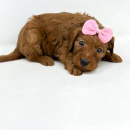 Lilo - Red  female Goldendoodle puppy in Davison, Michigan from Dreaming Doodles