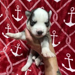 AKC Hennessy - Black and white male Siberian Husky puppy in Centreville, Maryland from Huskies By the Bay