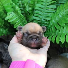 Willie - Blue fawn male French Bulldog puppy in Saucier, Mississippi from Mississippi Sound Frenchies