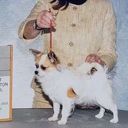 Arya - Chihuahua