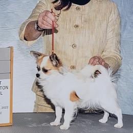 Arya - Chihuahua