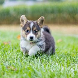 Emma - Black and tan female Pembroke Welsh Corgi puppy in Narvon, Pennsylvania from Corgi Companions
