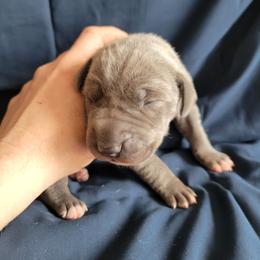 Female 4 - Blue and white female Great Dane puppy in Columbia Stat, Ohio from Rocky Road Chocolate Danes