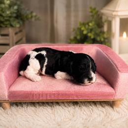 Buzz - Black and white male Cavapoo puppy in Thorndale, Texas from Hattie’s Texas Cavapoos