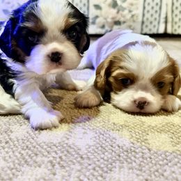 Cavalier King Charles Spaniels from Tidal Tails