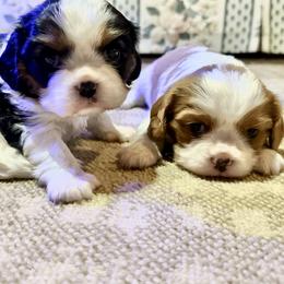 Cavalier King Charles Spaniels from Tidal Tails