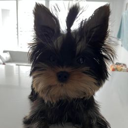 Yorkshire Terriers from Hakuna Matata Yorkies