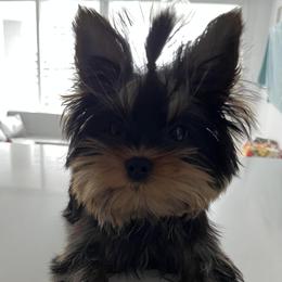 Yorkshire Terriers from Hakuna Matata Yorkies
