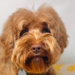 Pearl - Australian Labradoodle