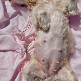 Cocker Spaniel Puppies from Brooks House Cocker Spaniels