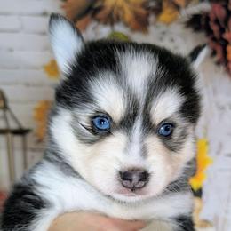 Misty (blue)- 2300 - Blue female Pomsky puppy in Spring Hill, Florida from www.PuppyTimeEmporium.com