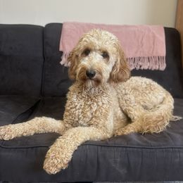 Mila - Goldendoodle