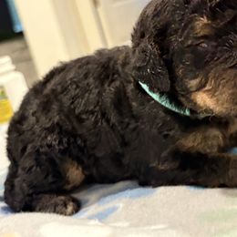 Goldendoodle and Poodle Puppies from Southern Stroll Poodles & Doodles