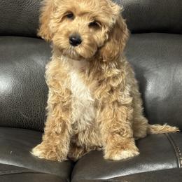 Orange - Golden male Cockapoo puppy in Lancaster, Kentucky from Dream Paws Puppies, LLC