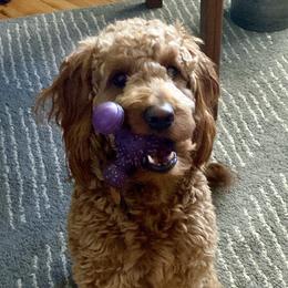 Chewie - Goldendoodle