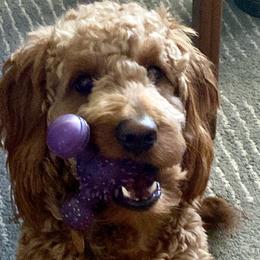 Chewie - Goldendoodle
