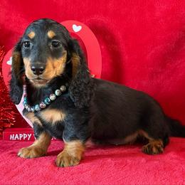 Trixie - Black and tan female Dachshund puppy in Lincoln, Arkansas from Red Dirt Dachshunds