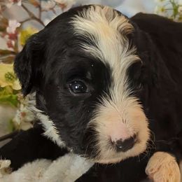 Peter - Black and white Bernedoodle puppy in Shiloh, Georgia from Doodle Mountain