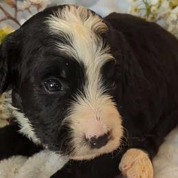 Peter - Black and white Bernedoodle puppy in Shiloh, Georgia from Doodle Mountain