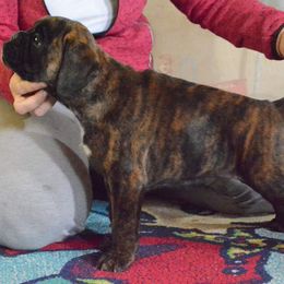 Boxer Puppies from Crescent City European Boxers