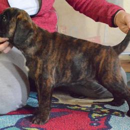 Boxer Puppies from Crescent City European Boxers