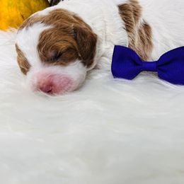 April. AKC. Clear - Parti female Poodle puppy in Nixa, Missouri from Family Poodles