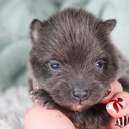 AKC Coal - Blue and tan male Pomeranian puppy in Albany, Indiana from Hatz Off Puppies