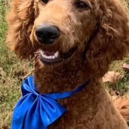 Goldendoodles from All About Goldendoodles