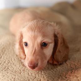Tinker - Cream female Dachshund puppy in Indiantown, Florida from Turquoise River Minature Dachshunds