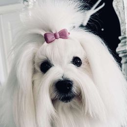 Flora - Coton de Tulear