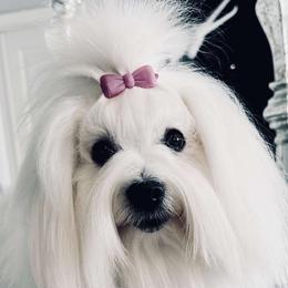 Flora - Coton de Tulear
