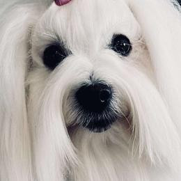 Flora - Coton de Tulear