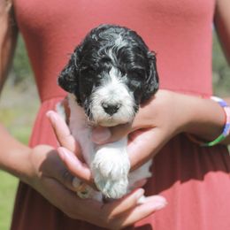 Poodle Puppies from Mount Zion Kennels