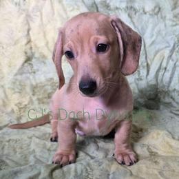 CHIP 2200 - Cream male Dachshund puppy in Gatesville, Texas from CJ's Dach Dynasty