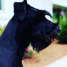 Giant Schnauzers from Konas Kennels