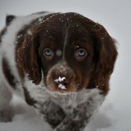 Luigi - Liver roan male Brittany puppy in Hollidaysburg, Pennsylvania from Royal Flush Farms