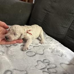 "Boy 6" Poodle Puppies from Foxy Poodles